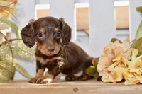 Coco, a female Miniature Dachshund for sale in Anderson, MO – 8 of 8