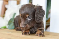 Harper, a female Dachshund for sale in Anderson, MO – 8 of 8