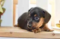 Sybel, a female Miniature Dachshund for sale in Anderson, MO – 5 of 8