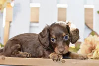 Claudine, a female Miniature Dachshund for sale in Anderson, MO – 2 of 8