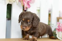 Hendrix, a male Dachshund for sale in Anderson, MO – 4 of 8