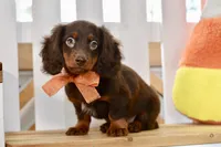 Sam, a male Miniature Dachshund for sale in Anderson, MO – 7 of 8