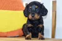 Grace, a female Dachshund for sale in Anderson, MO – 3 of 8