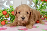 Jake, a male Miniature Goldendoodle for sale in Anderson, MO – 7 of 8