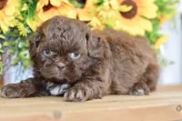 Kaycee, a female Shih Tzu for sale in Anderson, MO – 5 of 8