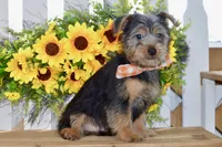 Frank, a male Silky Terrier for sale in Anderson, MO – 2 of 8