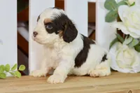 Caleb, a male Cockapoo for sale in Anderson, MO – 2 of 6
