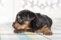 Frank, a male Silky Terrier for sale in Anderson, MO – 7 of 8