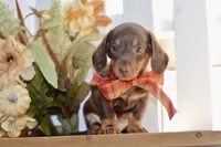 Luna, a female Miniature Dachshund for sale in Anderson, MO – 7 of 8