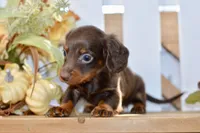 Charles, a male Miniature Dachshund for sale in Anderson, MO – 6 of 8