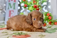 Molly, a female Dachshund for sale in Anderson, MO – 2 of 8