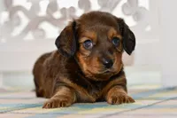 Darla, a female Miniature Dachshund for sale in Anderson, MO – 2 of 8