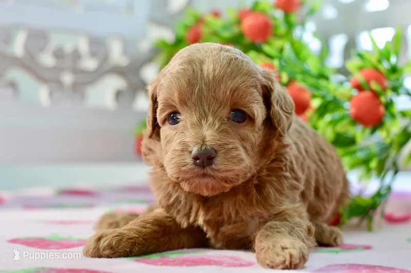 Josey – Miniature Goldendoodle puppy for sale in Anderson, MO