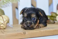 Everest, a male Silky Terrier for sale in Anderson, MO – 4 of 8