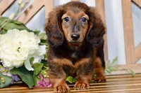 Aaron, a male Miniature Dachshund for sale in Anderson, MO – 2 of 8