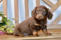 Nash, a female Miniature Dachshund for sale in Anderson, MO – 3 of 8