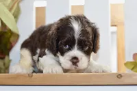 Russell, a male Cocker Spaniel for sale in Anderson, MO – 2 of 8