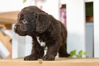 Claire, a female Cockapoo for sale in Anderson, MO – 2 of 8