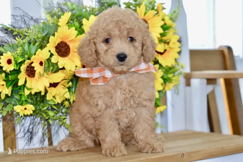 Jared – Miniature Goldendoodle puppy for sale in Anderson, MO