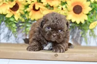 Kaycee, a female Shih Tzu for sale in Anderson, MO – 7 of 8