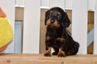 Grace, a female Dachshund for sale in Anderson, MO – 6 of 8