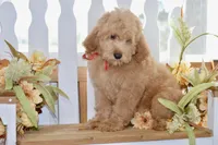 Jake, a male Miniature Goldendoodle for sale in Anderson, MO – 4 of 8