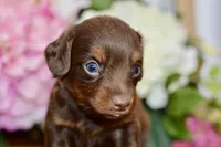 Nash, a female Miniature Dachshund for sale in Anderson, MO – Photo 7 of 7