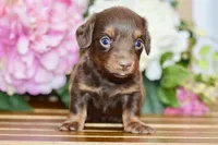Nash, a female Miniature Dachshund for sale in Anderson, MO – Photo 4 of 7