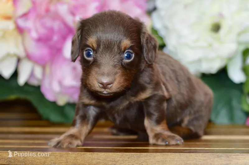 Nash – Miniature Dachshund puppy for sale in Anderson, MO