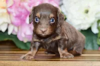 Nash, a female Miniature Dachshund for sale in Anderson, MO – Photo 2 of 7
