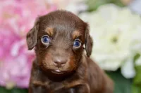 Nash, a female Miniature Dachshund for sale in Anderson, MO – Photo 6 of 7