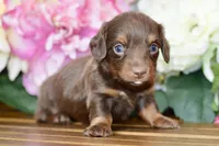 Nash, a female Miniature Dachshund for sale in Anderson, MO – Photo 3 of 7