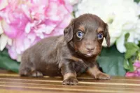 Nash, a female Miniature Dachshund for sale in Anderson, MO – Photo 5 of 7