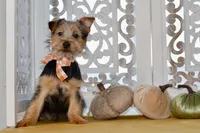 Fern, a female Silky Terrier for sale in Anderson, MO – 5 of 7