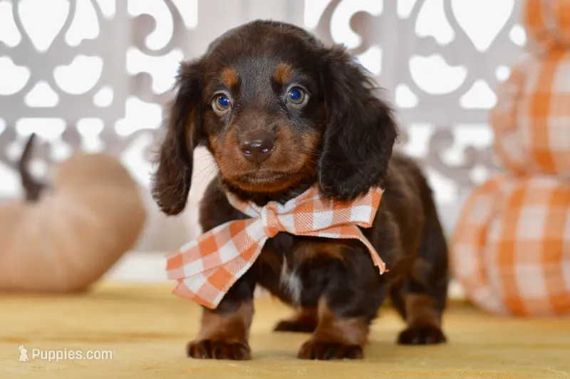 Sam – Miniature Dachshund puppy for sale in Anderson, MO