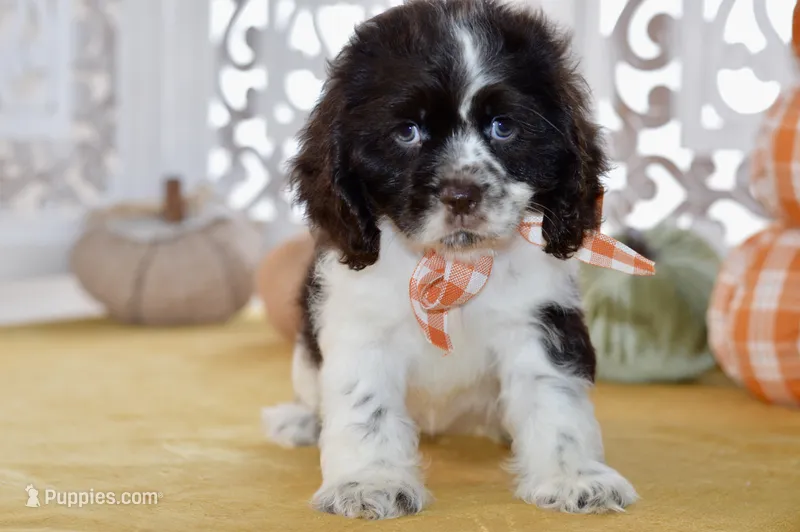 Robyn – Cocker Spaniel puppy for sale in Anderson, MO