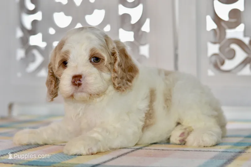 Charles – Cockapoo puppy for sale in Anderson, MO