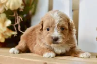 Polly, a female Shihpoo for sale in Anderson, MO – 3 of 8