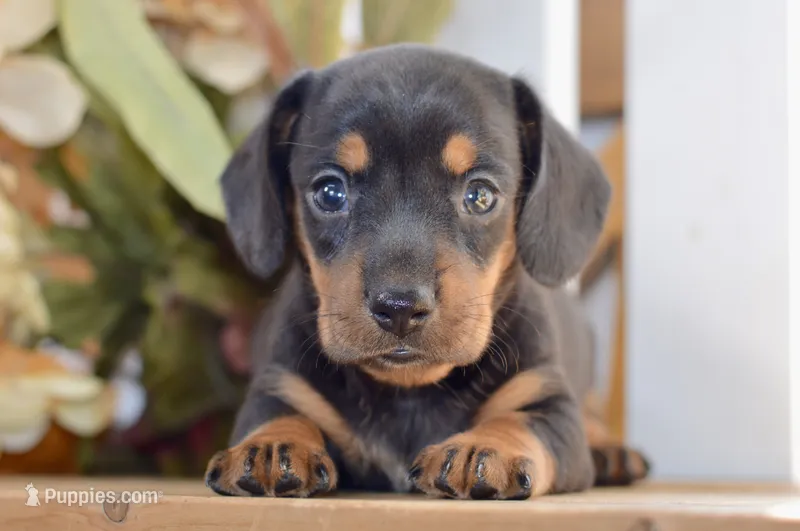 Sofie – Miniature Dachshund puppy for sale in Anderson, MO