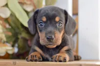 Sofie, a female Miniature Dachshund for sale in Anderson, MO – 1 of 8