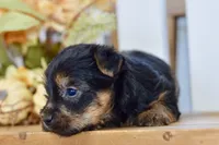 Everest, a male Silky Terrier for sale in Anderson, MO – 3 of 8
