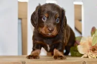 Sam, a male Miniature Dachshund for sale in Anderson, MO – 4 of 8