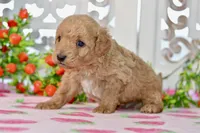 James, a male Miniature Goldendoodle for sale in Anderson, MO – 3 of 7