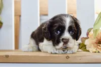 Robyn, a female Cocker Spaniel for sale in Anderson, MO – 4 of 8