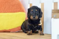 George, a male Dachshund for sale in Anderson, MO – 8 of 8