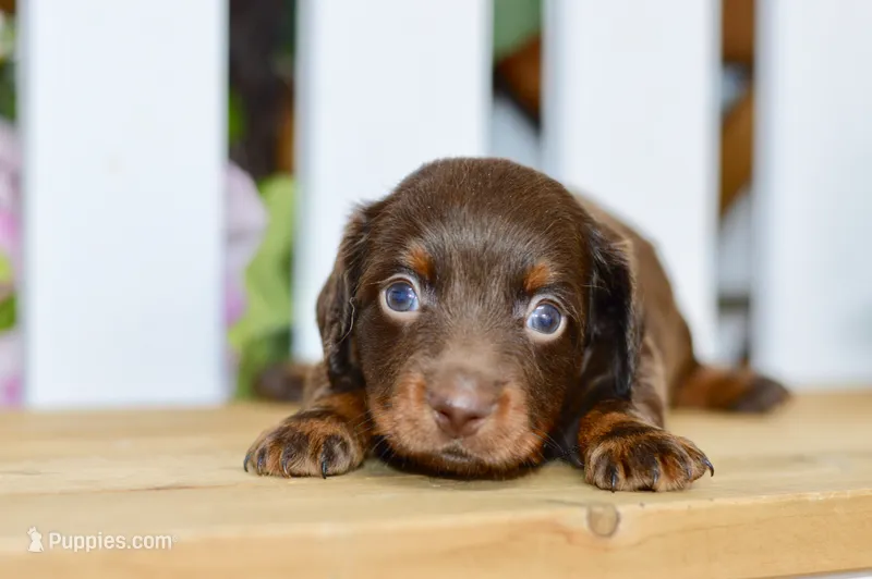 Drew – Miniature Dachshund puppy for sale in Anderson, MO