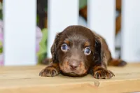 Drew, a male Miniature Dachshund for sale in Anderson, MO – 1 of 8