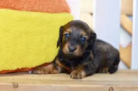 Gabby, a female Dachshund for sale in Anderson, MO – 7 of 8