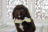 Claire, a female Cockapoo for sale in Anderson, MO – 7 of 8