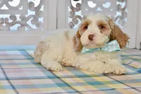 Charles, a male Cockapoo for sale in Anderson, MO – 8 of 8